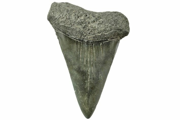 Fossil Broad-Toothed Mako Tooth - South Carolina #214497